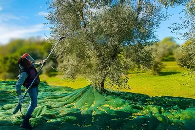 Raccolta olive in sicurezza, rischi, obblighi e strumenti