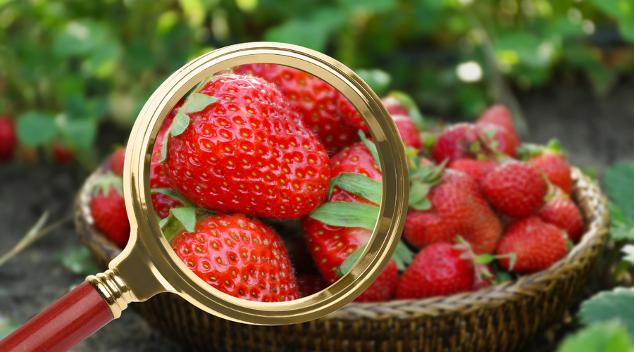 HACCP, l’importanza della sicurezza alimentare