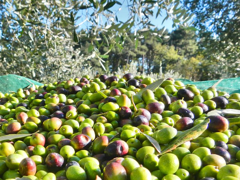 Raccolta olive in sicurezza, rischi, obblighi e strumenti